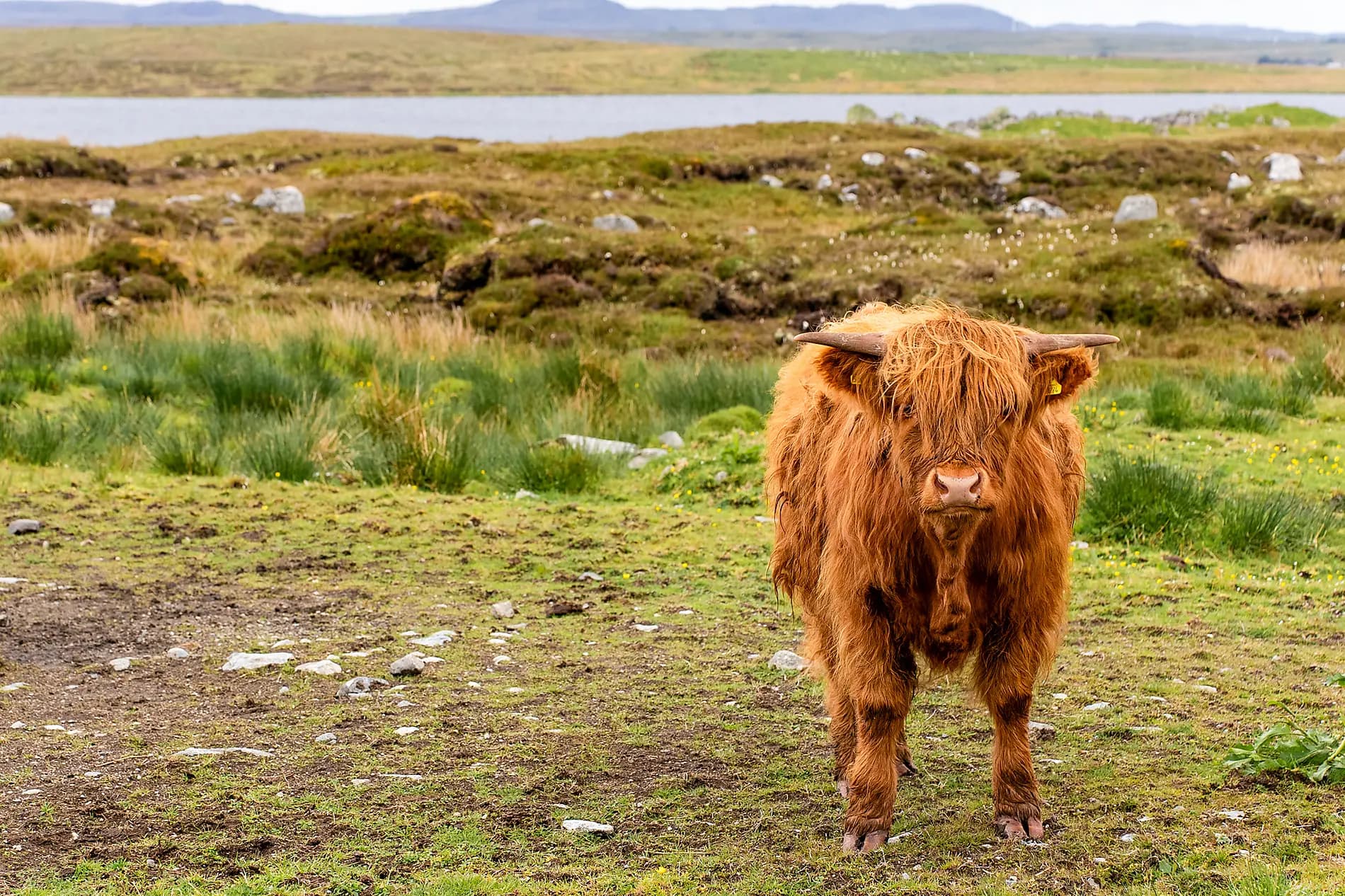 Wilde Inselgruppen des Nordatlantiks  