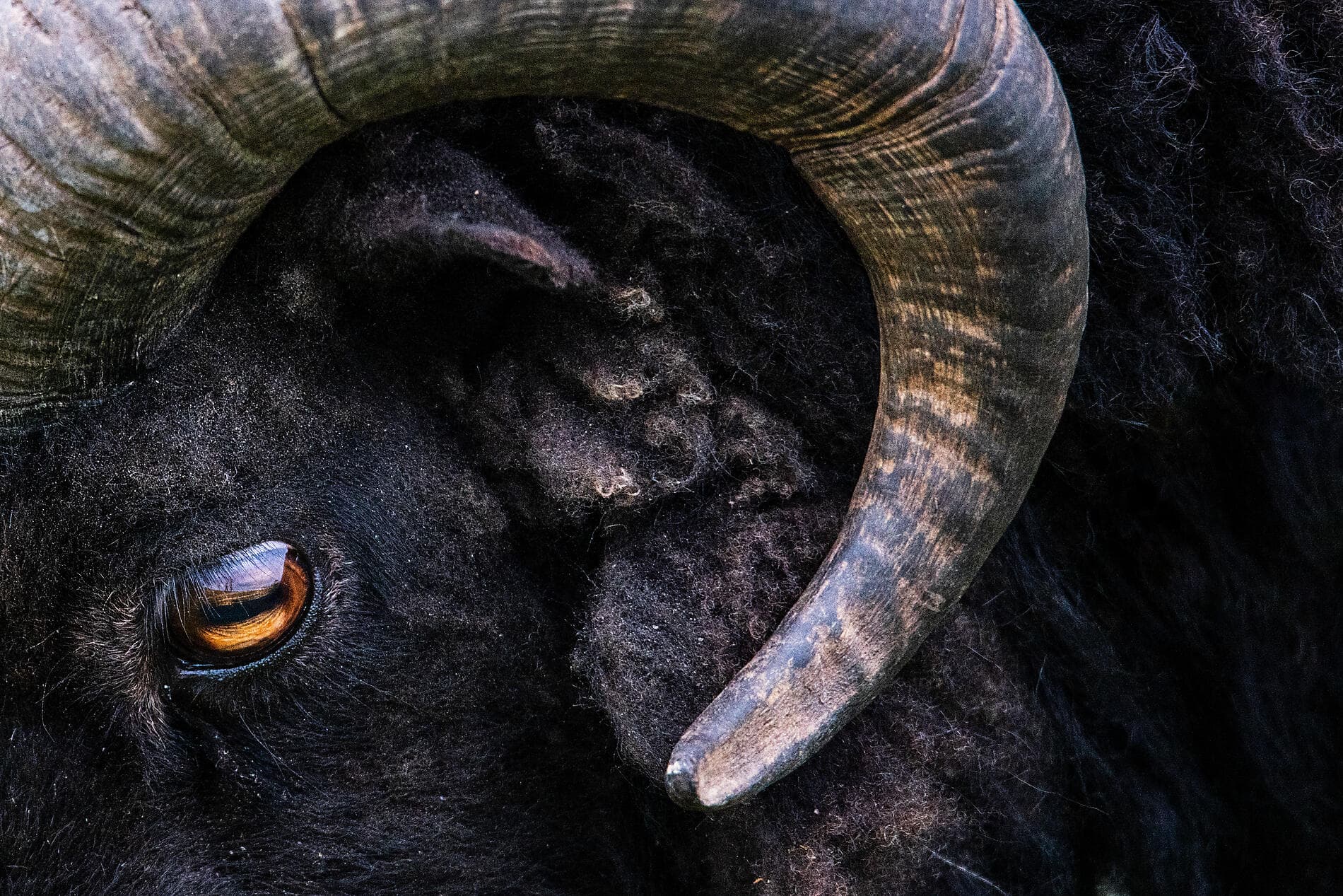 Wilde Inselgruppen des Nordatlantiks  