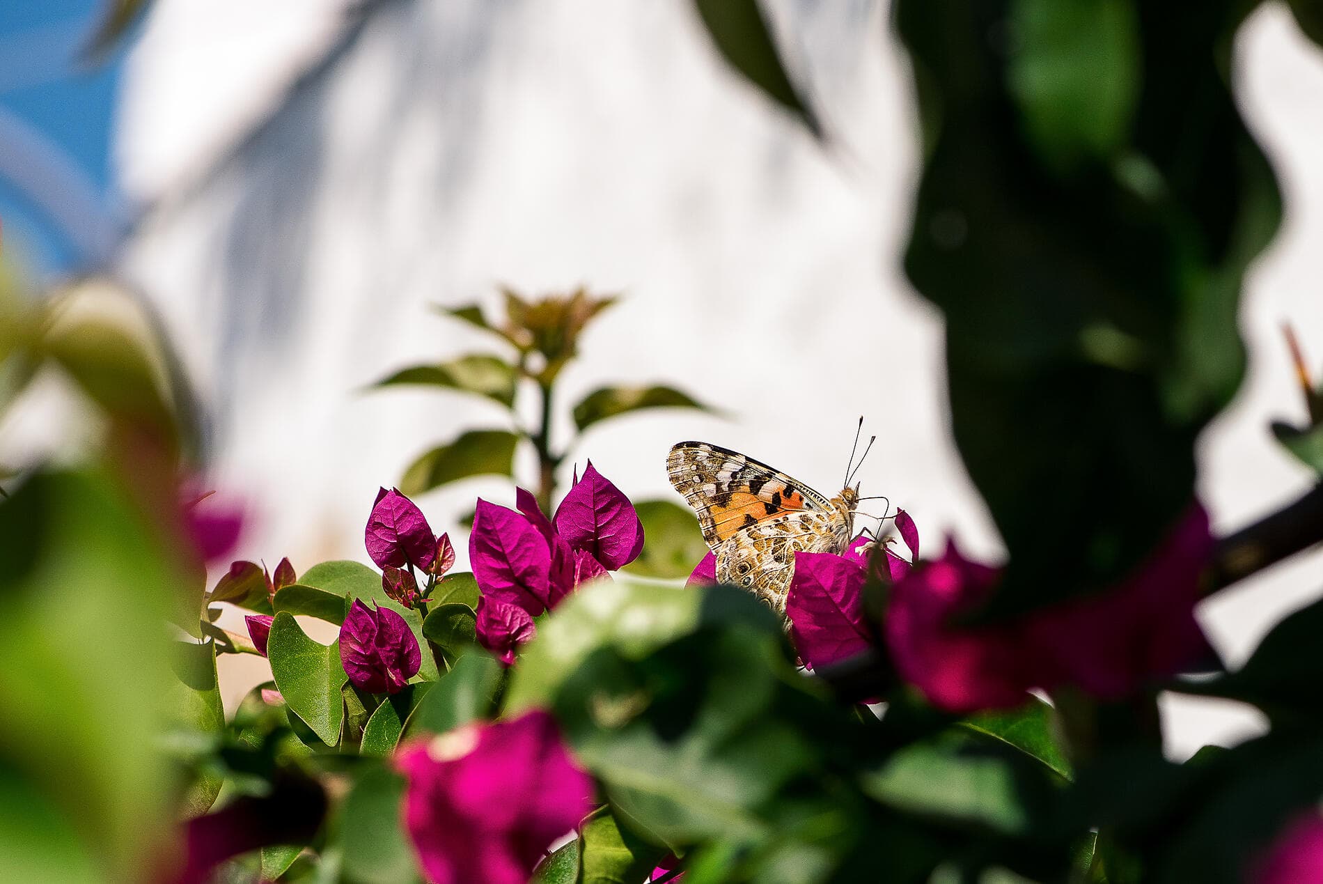 Die Kykladen, im Kielwasser der Le Ponant
