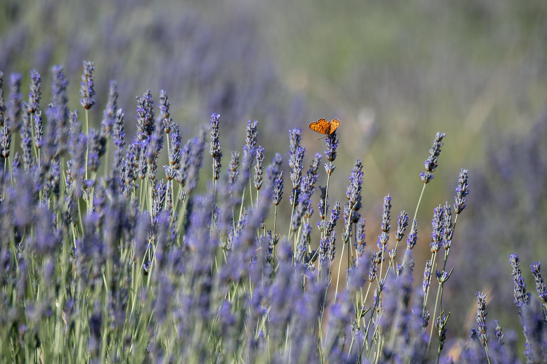Künstlerische Adria mit der Pinault Collection  
