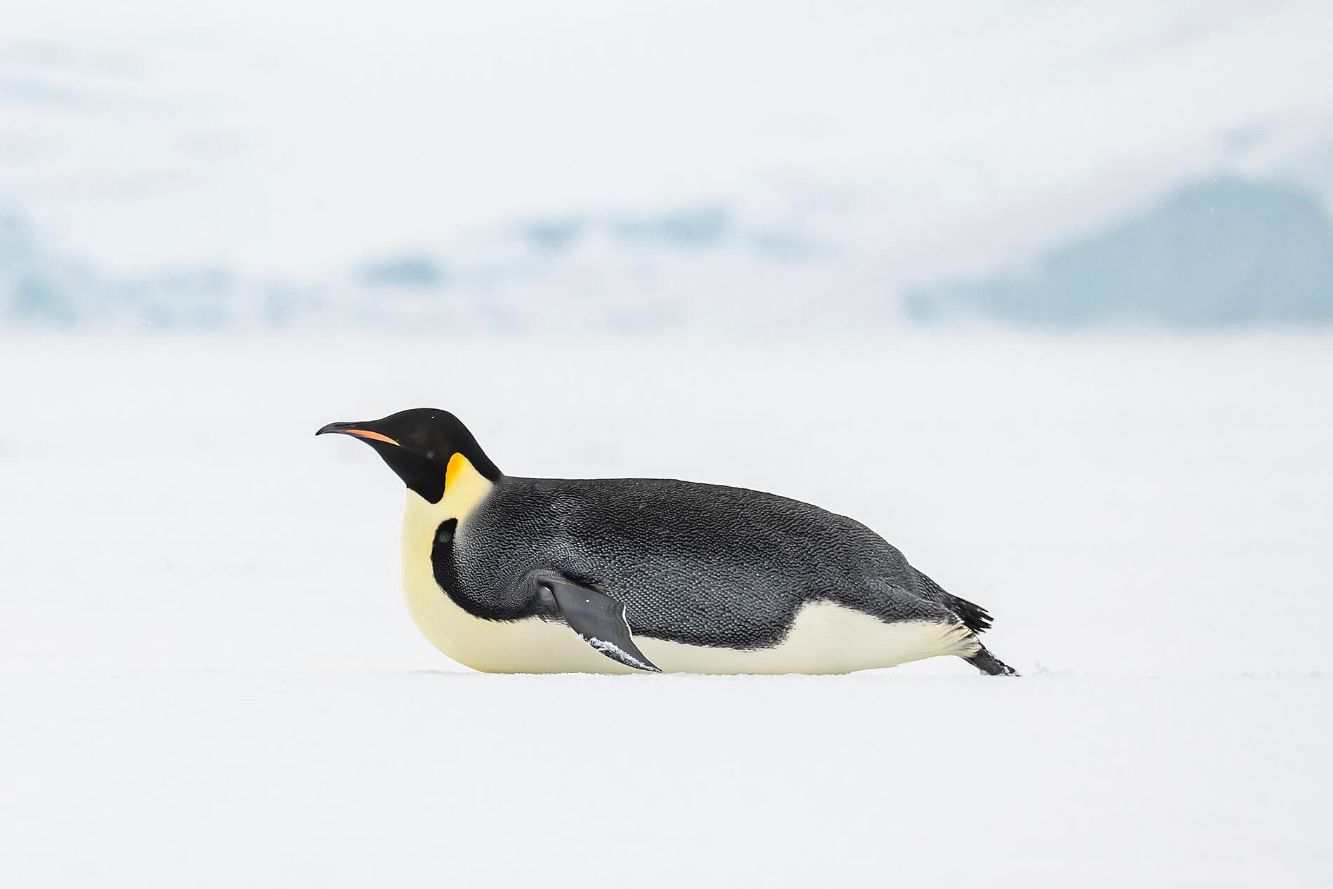 Im Kielwasser von Jean-Baptiste Charcot 