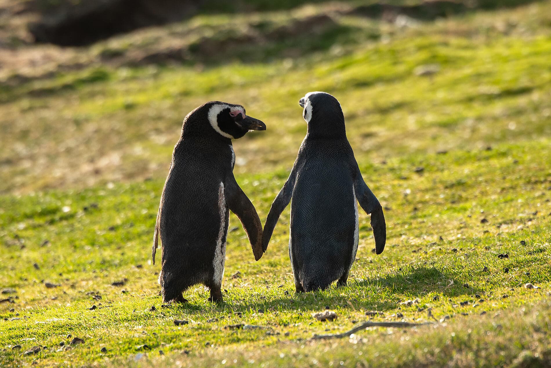 Antarktis, Falklandinseln und Südgeorgien 