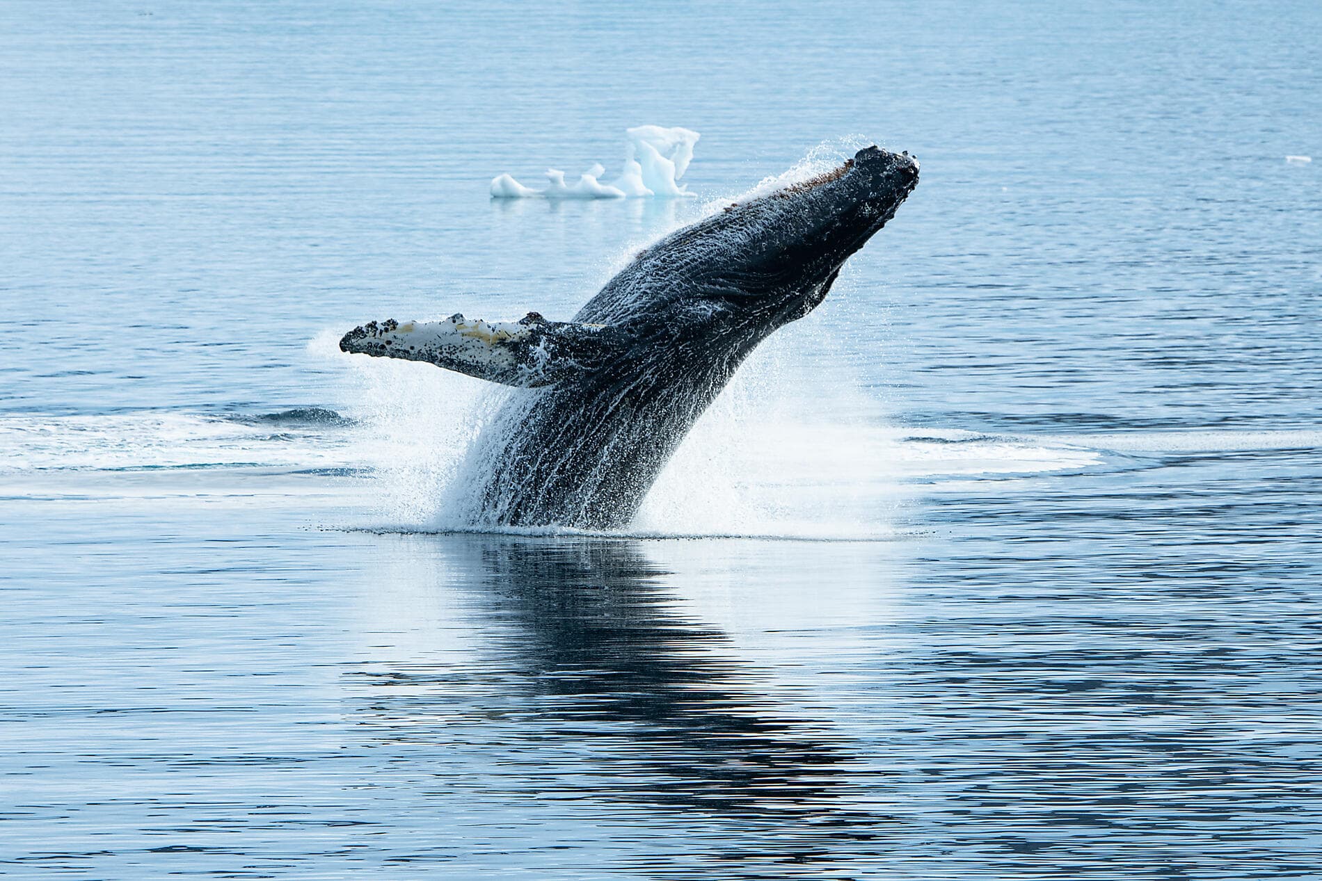 Antarktis, Falklandinseln und Südgeorgien 