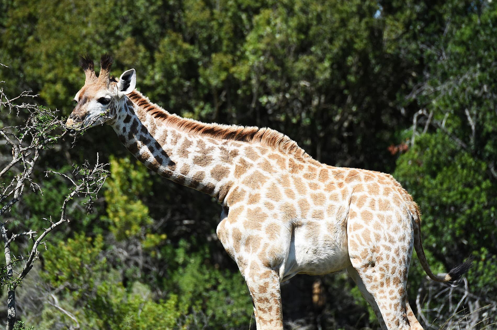 Südafrika und Namibia vom Meer aus: Rund um das Kap der Guten Hoffnung – mit Smithsonian Journeys 