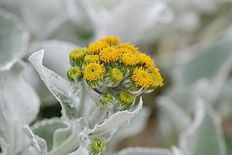 27. Jan 26 - Grave Cove