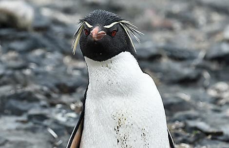 19. Nov 26 - The Neck, Saunders Island