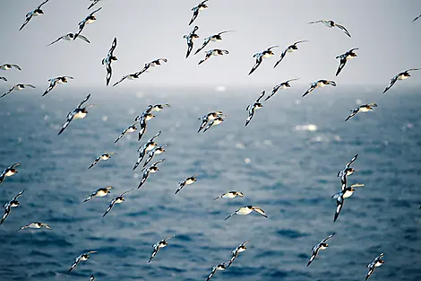 26. Feb 27 > 27. Feb 27 - Fahrt durch die Drake-Passage