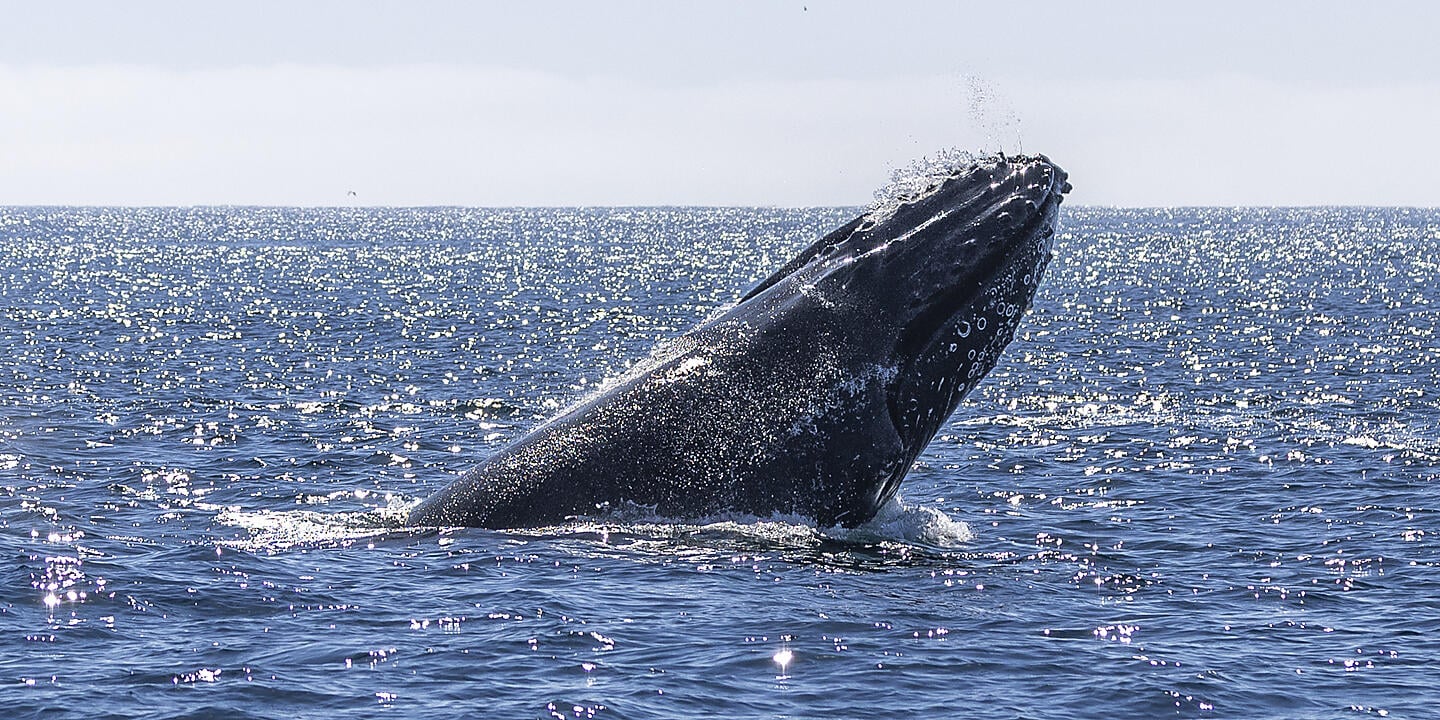 Baja California - Wale, Wüsten und weite Küsten – mit Smithsonian Journeys Baja California - Wale, Wüsten und weite Küsten – mit Smithsonian Journeys