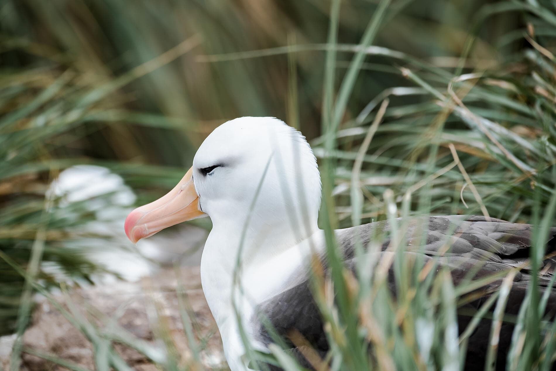 Abenteuer durch das Südpolarmeer bis zur Halbinsel Valdés